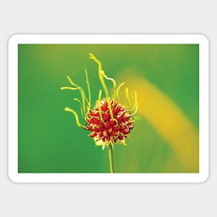 Wild Garlic - Allium vineale Sticker